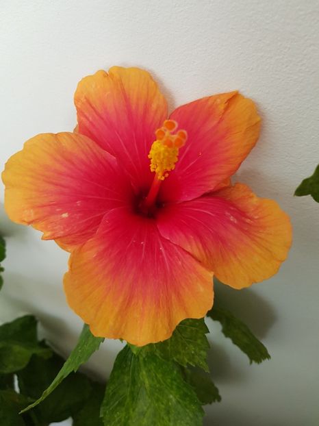 20181007_133730(0) - Hibiscus Jolly