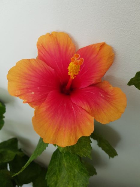  - Hibiscus Jolly