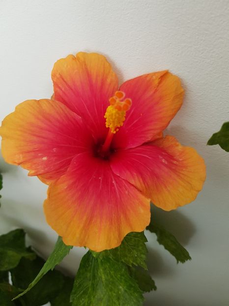  - Hibiscus Jolly