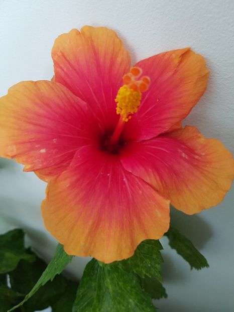  - Hibiscus Jolly