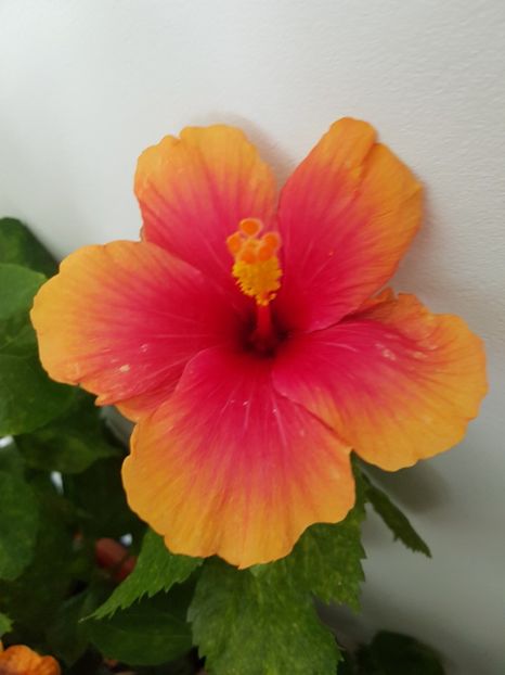  - Hibiscus Jolly