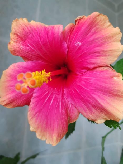 received_1919238185049996 - Hibiscus Jolly