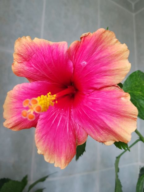  - Hibiscus Jolly