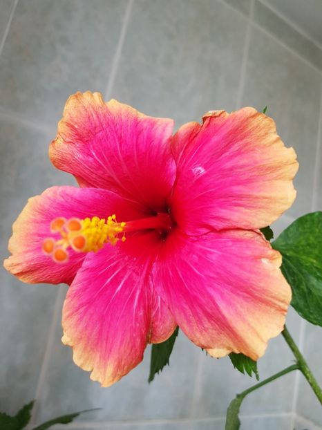  - Hibiscus Jolly