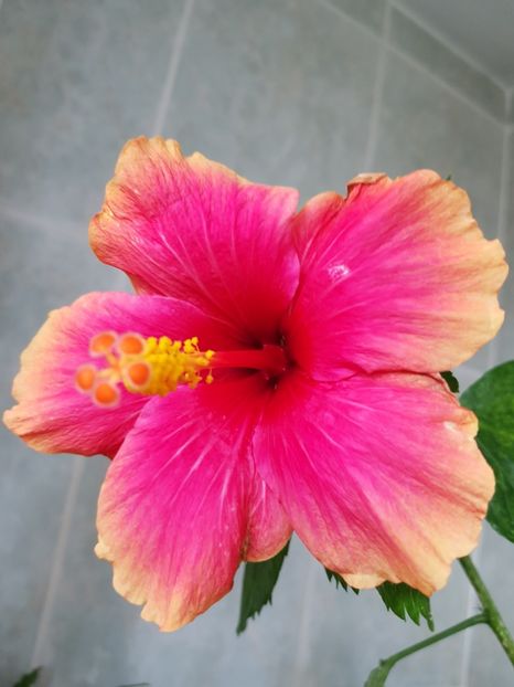  - Hibiscus Jolly