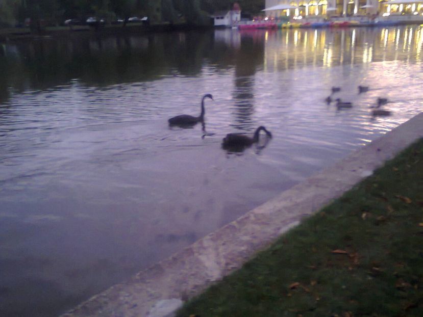 Fotografie4347 - 2018 IN PARCUL SIMION BARNUȚIU o zi minunată