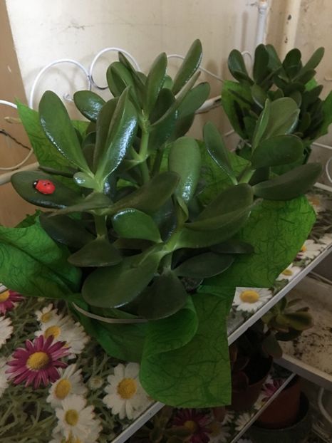 97865052-79F5-46B2-AA62-00055E0FBFFF - Crassula ovata