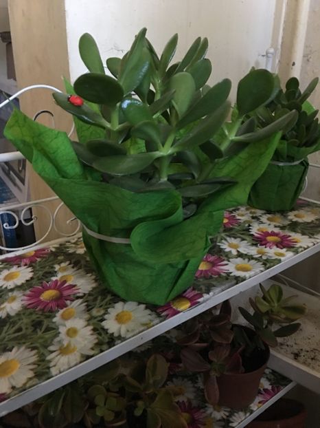 72AB89F2-9F97-4D06-B7EE-443502A5E01B - Crassula ovata