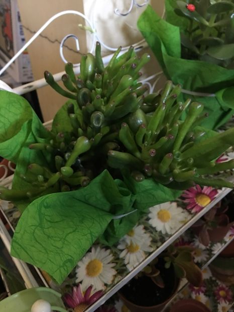 5C40C85D-B6CD-497F-9AF8-27D2AD4C4E37 - Crassula ovata