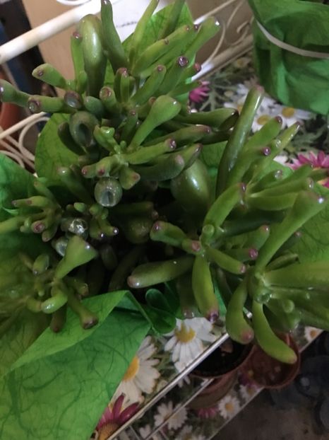 A38B6D0E-4560-4F43-A957-28E8A01BC252 - Crassula ovata