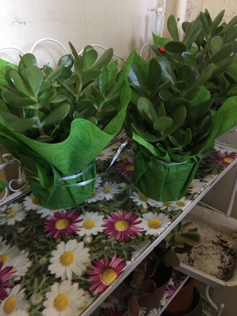 C4EA15BF-D1DB-43E6-A051-3ED79066AD58 - Crassula ovata