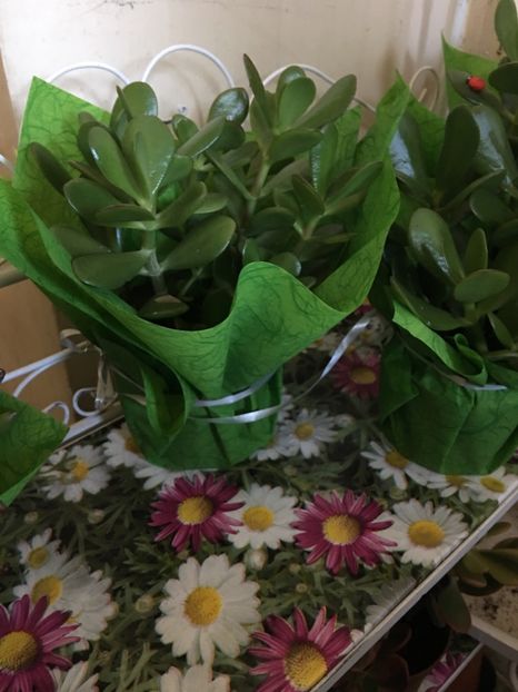 D4A495FB-0616-4D7A-B7B5-9C287D674555 - Crassula ovata