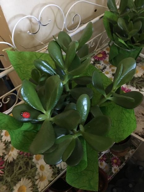 8D41F4D0-9A97-4233-BB71-6B2C66F50EAB - arborle de jad