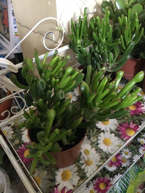 FF85D817-C011-4016-AC43-5D7703F10017 - arborle de jad