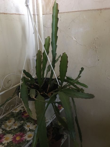 C357F977-0E5D-4EC2-9A8E-1E37950ACFDE - Cactus Epyphyllum rosu si alb