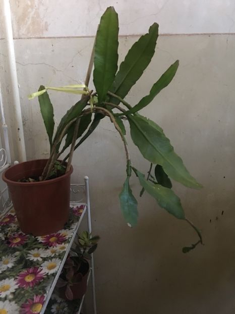 4296C950-DC93-4709-A15A-DD3F64C9AC6A - Cactus Epyphyllum rosu si alb