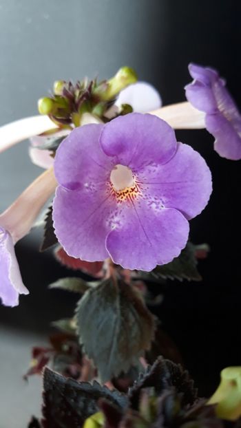  - R18 Texas Spotted Leopard xA - renuntat