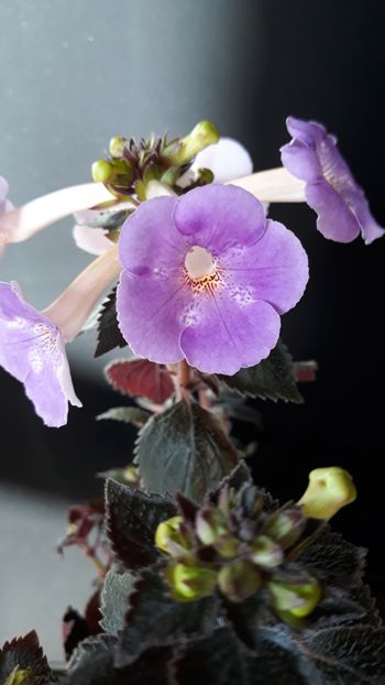  - R18 Texas Spotted Leopard xA - renuntat