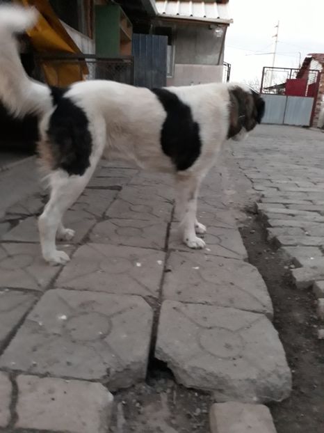  - Ciobănesc de Bucovina