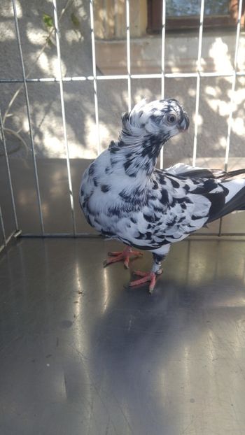  - JUCATORI BIMOTATI DE ARDEAL