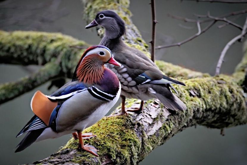  - Rațe Mandarine Standard