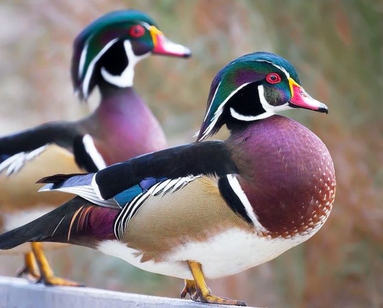  - Rațe Caroline Standard