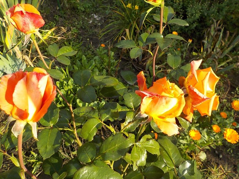  - Flori in octombrie 2018