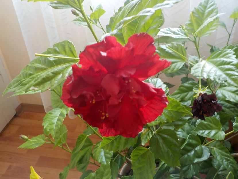  - Flori in octombrie 2018