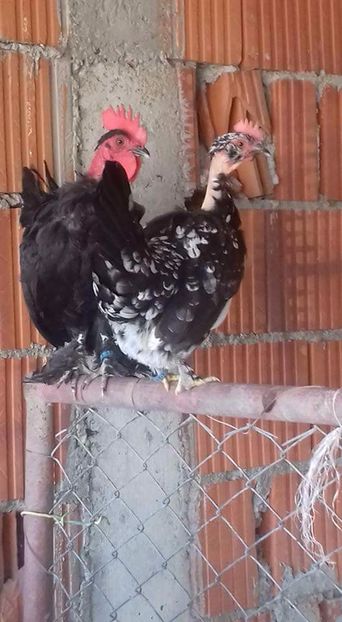  - 1 Toate Gaini pitice pe care le-am avut