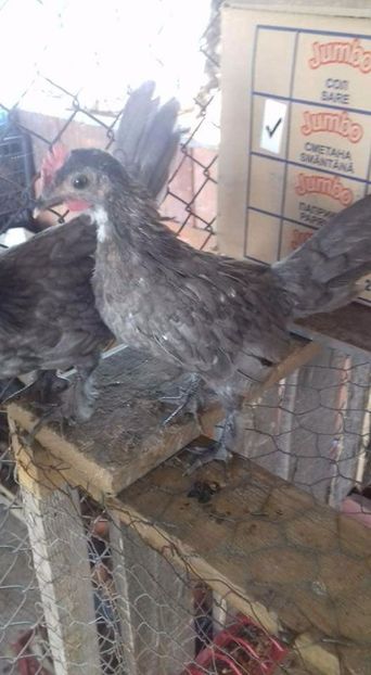  - Pui de găină pitica