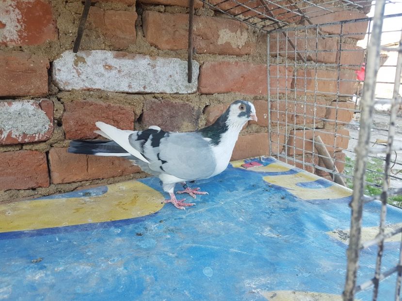 - Jucatori de Galati pentru Vanzare