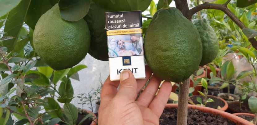Lămâi. Mexican roșu cu aromă de vanilie - Colectionaruldecitrice de vînzare