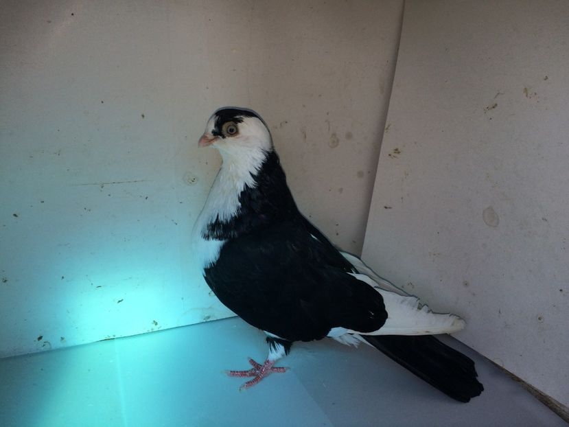 7122  mascul  2018_2 - tineret 2018