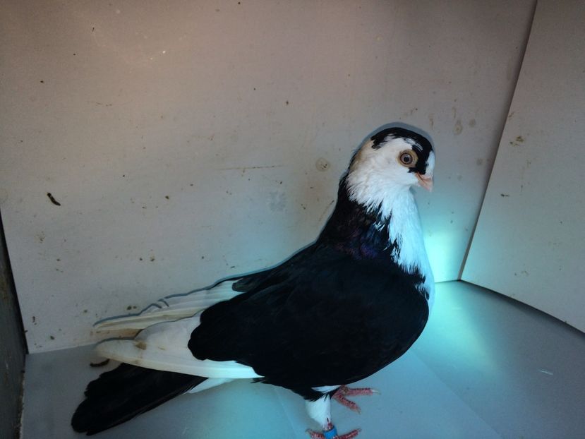 7122  mascul  2018_3 - tineret 2018