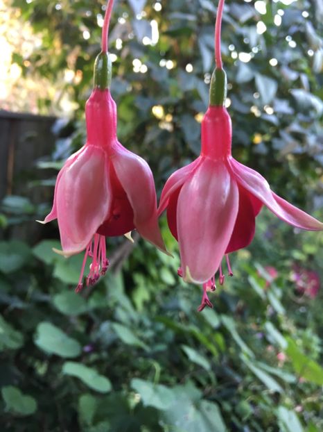 Cascade - Fucsii 2018