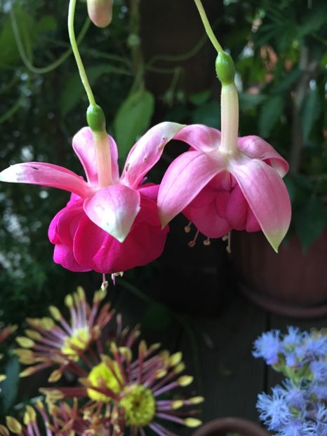 provence - Fucsii 2018