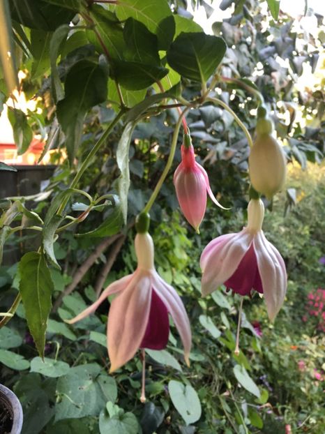 cascade, lorainne - Fucsii 2018