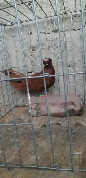  - achizitii noi