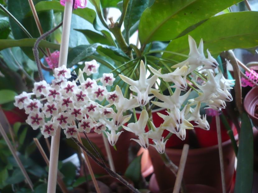 08.10.2018 - HOYA 2018-2