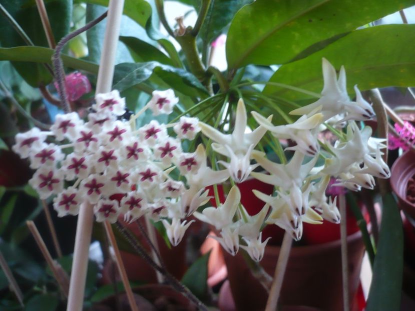 P1400369 - HOYA 2018-2