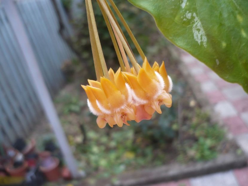 P1400371 - HOYA 2018-2