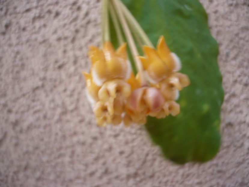 P1400372 - HOYA 2018-2