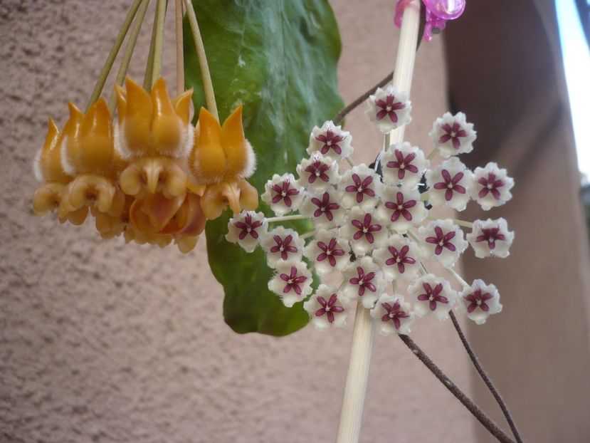 P1400377 - HOYA 2018-2