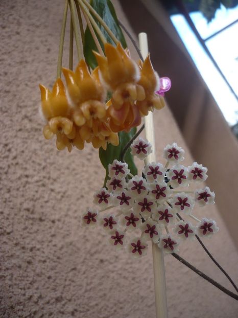 P1400378 - HOYA 2018-2