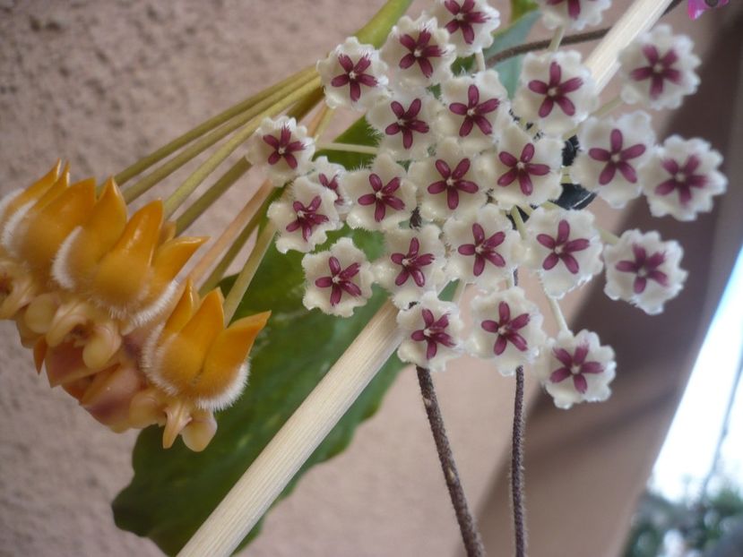 P1400379 - HOYA 2018-2