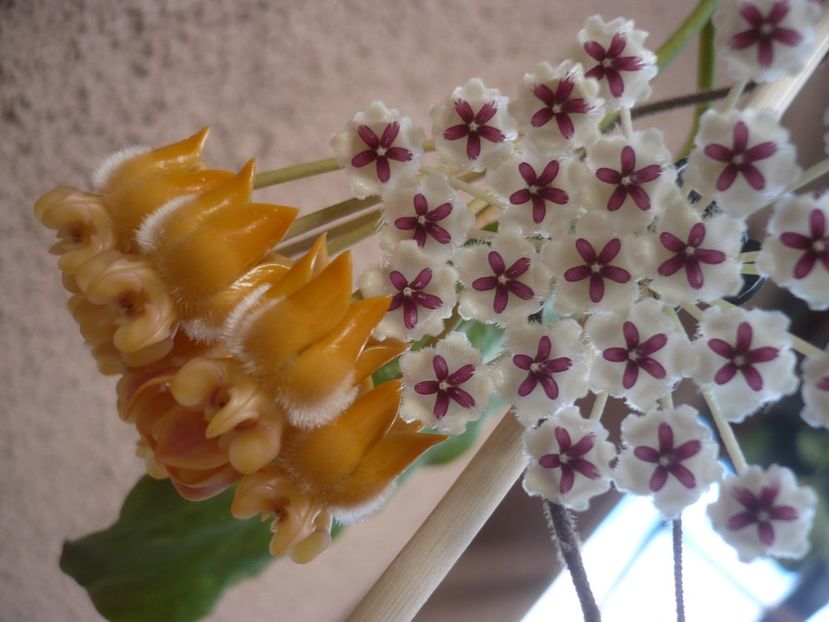 P1400381 - HOYA 2018-2