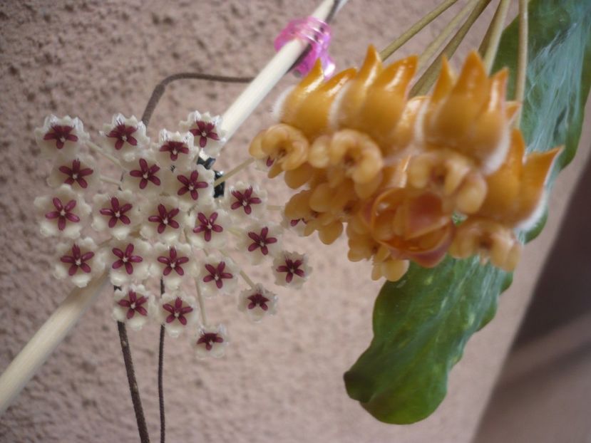 P1400382 - HOYA 2018-2