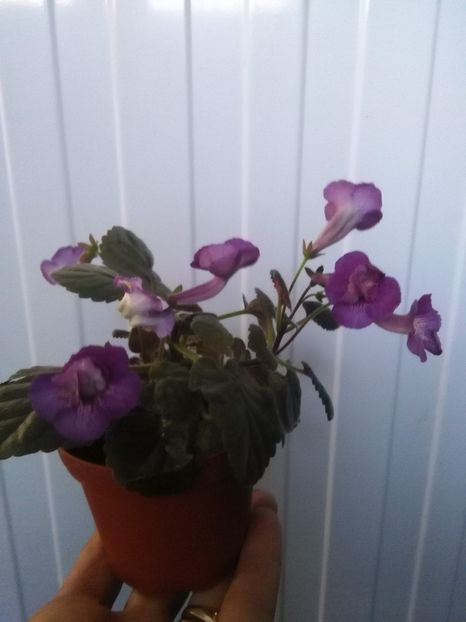 Taurus - 1-Sinningii 2018