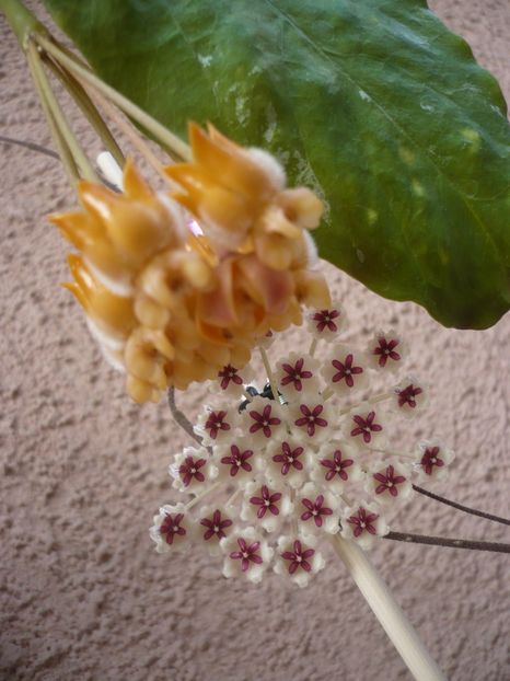 P1400385 - HOYA 2018-2