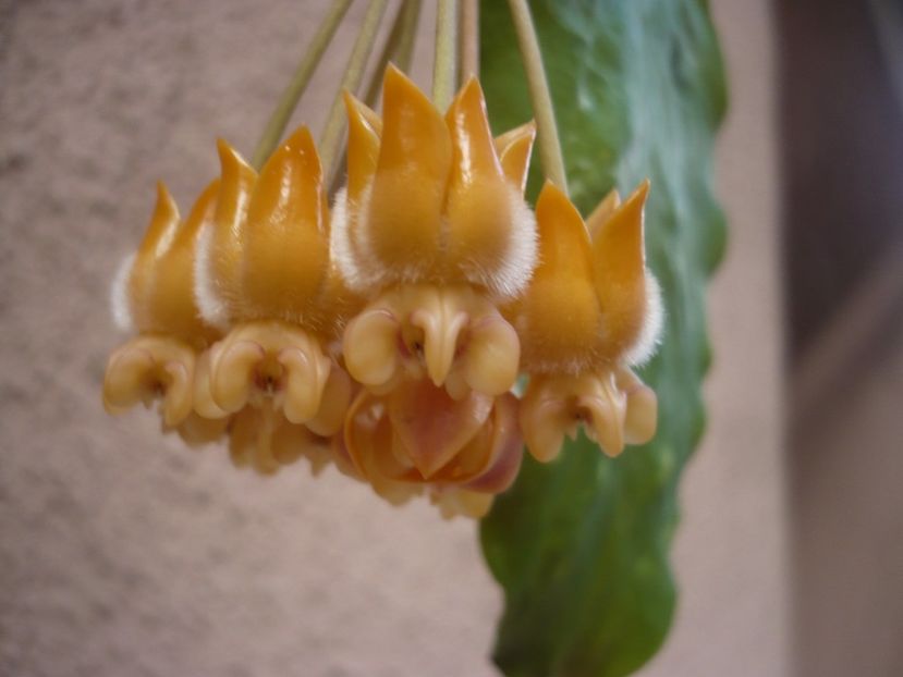 P1400386 - HOYA 2018-2